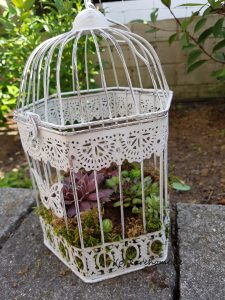 Sukkulenten-Käfig für den Garten